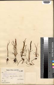 Image result for Triglochin striata