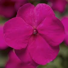 Image result for Impatiens salpinx