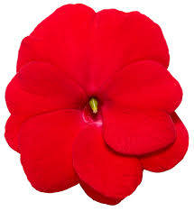 Spring, late spring, summer, late summer. Infinity Red New Guinea Impatiens Impatiens Hawkeri Proven Winners