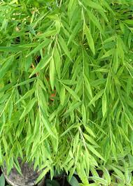Image result for Pogonatherum paniceum