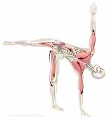 Ardha Chandrasana Yoga Anatomy Poses Half Moon
