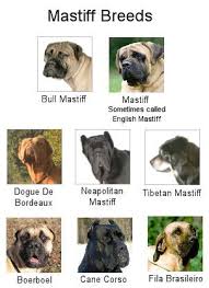 Galleries Oralia Mastiffs Mastiff Breeds English Mastiff Mastiffs