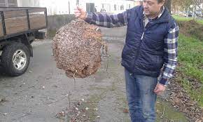 Looking for hotels in vale de cambra? Eliminacao De Ninhos De Vespa Velutina Ou Vespa Asiatica Proteccao Civil