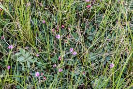 Image result for Anthospermum ammannioides
