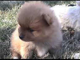 The pomapoos make an ideal toy dog, good for those suffering from allergy issues. Toy Poodle Pomeranian Puppies Youtube