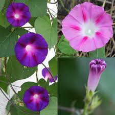 Image result for Ipomoea barteri