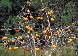 Image result for Diospyros
