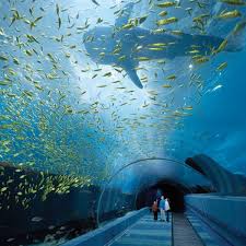 Aquarium terbesar di dunia pertama kalinya di bangun di kebun binatang london pada tahun 1853. Inilah Akuarium Terbesar Di Dunia