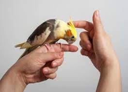 How Long Do Birds Live Petmd