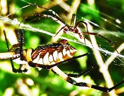 The spider species argiope aurantia, commonly known as black and yellow garden spider, belongs to the genus argiope, in the family araneidae. Male And Female Yellow Garden Spiders In Texas Bugs In The News