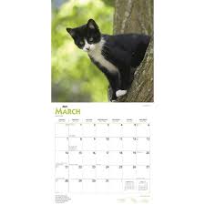 Cats in care explain about tuxedo cat facts, tuxedo cat personality, tuxedo cat breeds & behavior. Tuxedo Cats 2021 Wall Calendar By Browntrout Calendar Club Canada