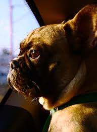 I am about 2 hours from san diego, about the same distance from los we went to the vet a couple weeks ago and she is about 22lbs. Petrelocation Customer Story Elvis The French Bulldog Travels To Australia Petrelocation