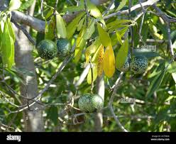 Image result for Voacanga thouarsii