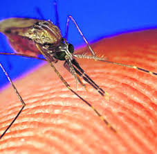 While effective tools have been and will continue to be developed to combat malaria, inevitably, over time the parasites and mosquitoes will evolve means to circumvent those tools if used in isolation or used ineffectively. Killer Virus New Malaria Drug Fights Resistance Welt