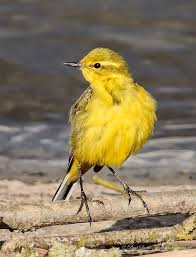 British Birds With Yellow Feathers Yellow Wagtail Yellow Wagtail Wagtail Wild Birds
