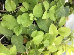 Image result for Anredera