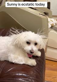 Adorable Maltese Rescue Cat Finds Best Friends in Cats and Dog