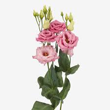 Peonies look like very fluffy roses; Alissa Sakata Ornamentals
