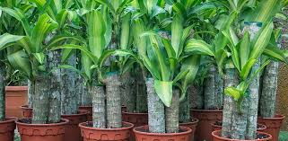 Welche drachenbaum arten gibt es und wie viele sind es? Drachenbaum Pflege Profi Tipps Rund Um Den Drachenbaum
