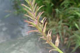 Image result for Verbena aristigera