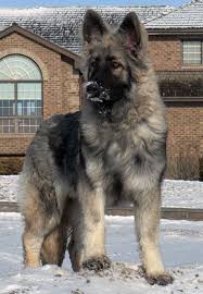 Dogs Central Usa All About Dogs And Puppies Dogs Adoptions Central Protective Dog Breeds Protective Dogs Beautiful Dogs