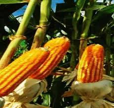 Image result for Pseudoeriosema andongense