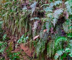 Image result for Hymenophyllum triangulare