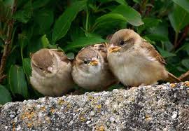Kiezdeutsch Sprichwort Der Spatz In Der Hand Ist Besser Als Die Taube Auf Dem Dach Livres Allemands Litterature Allemande Livres Sur L Allemagne Uccelli