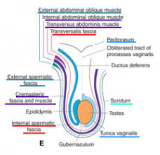Use of buck's fascia as an intermediate layer along with glanuloplasty is simple and very. Colles Fascia Vs Dartos Fascia