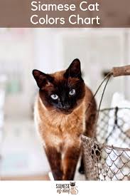 Siamese Cat Colors Chart Fascinating Facts Siamese Of Day In 2020 Siamese Cats Cats Siamese Kittens