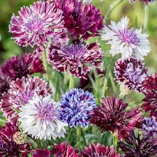 Image result for Centaurea