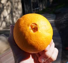 Cara Cara navel orange tree: a profile