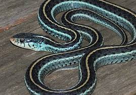 Garter snake, (genus thamnophis), any of more than a dozen species of nonvenomous snakes having a striped pattern suggesting a garter: Eastern Ribbonsnake Florida Snake Id Guide