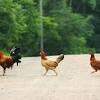 Looking for the best chicken wallpaper? 1