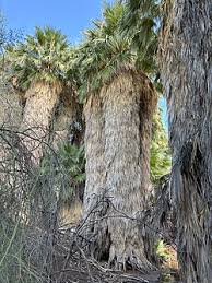 Image result for Washingtonia