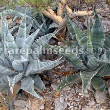 Image result for Berkheya zeyheri