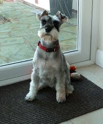 schnauzer haircut images goldenacresdogs com