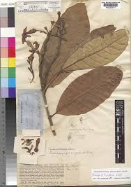 Image result for Tabernaemontana brachyantha