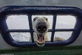 The polar bear height when it is standing on its. Moment A Curious Polar Bear Got A Bit Too Close For Comfort To Photographer Daily Mail Online