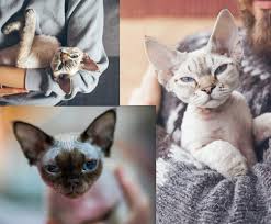 You can take your pick from our list of devon rex kittens for sale. Royal Devons