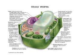 Partes y funciones de la célula vegetal. Celula Vegetal Y Sus Partes