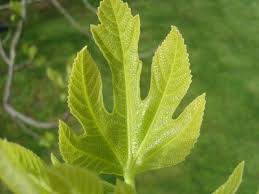 One tree is fruiting, while the other is just developing buds. Problems With Fig Trees Common Fig Tree Diseases Fig Fruit Tree Fig Tree Growing Fig Trees