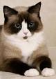 Snowshoe Cat Breed Information, Pictures, Characteristics ...