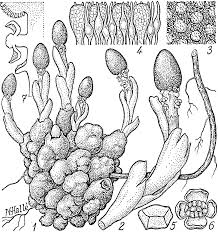 Image result for Tessmannia anomala