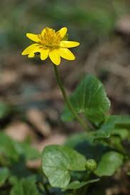 Image result for Schlechterina