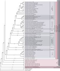 Image result for Pteleopsis anisoptera