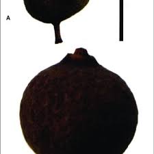 Image result for Hetaeria heterosepala