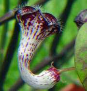 Image result for Ceropegia carnosa