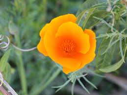 Image result for Eschscholzia