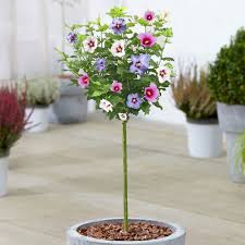 Maybe you would like to learn more about one of these? Hibiscus Tricolour For Sale Ornamental Patio Tree Free Uk Delivery